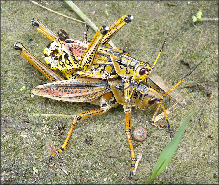 Eastern Lubber Grasshopper Romalea Microptera Mating